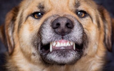 Cinofobia: come superare la paura dei cani